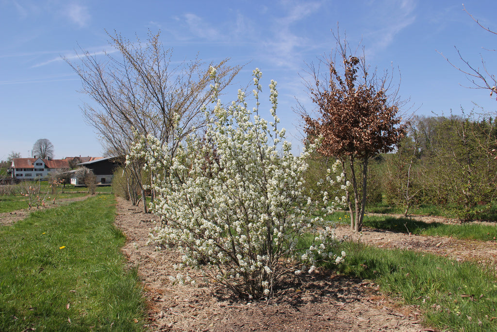 Gewöhnliche Felsenbirne