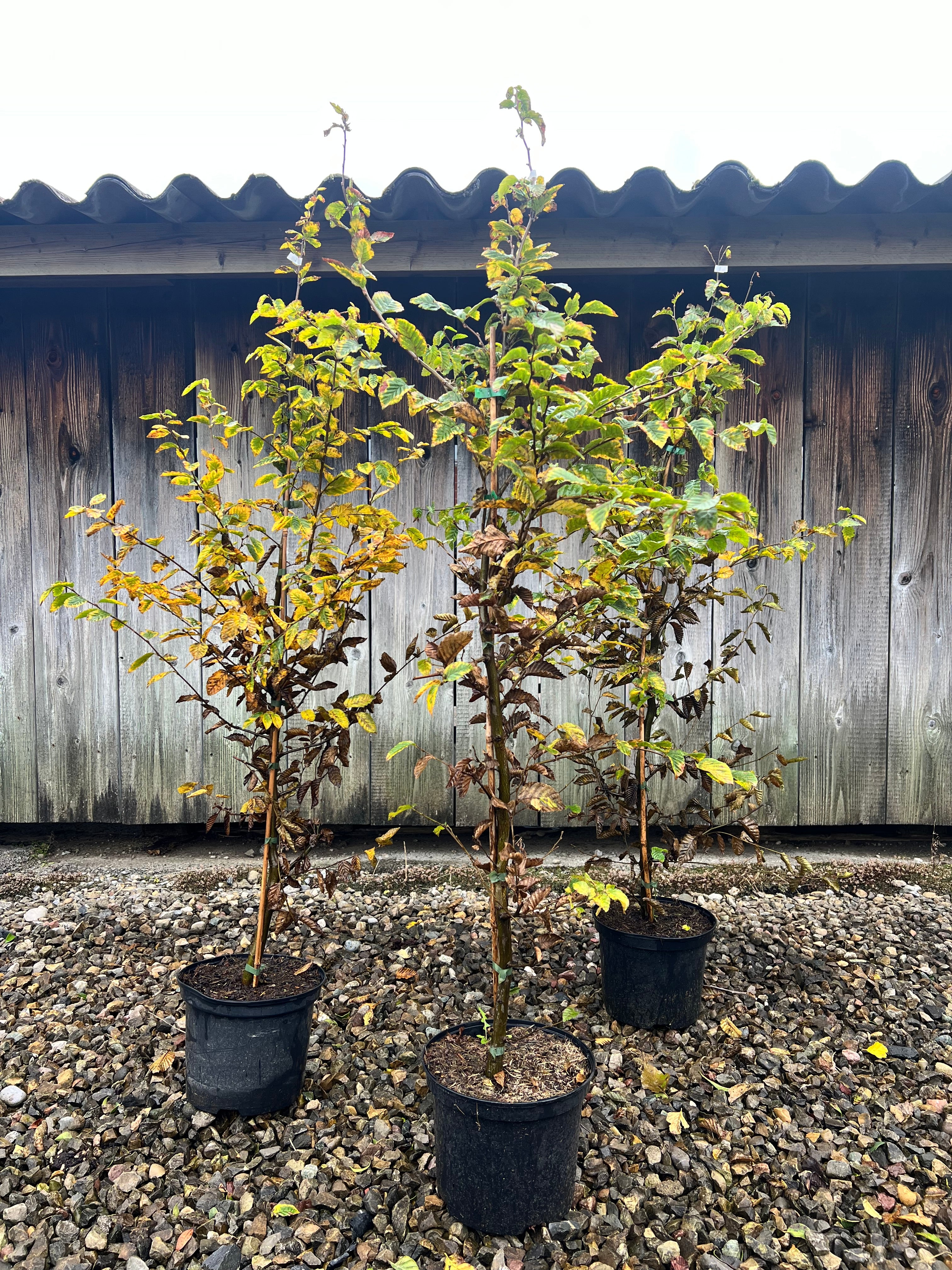 Gemeine Hainbuche