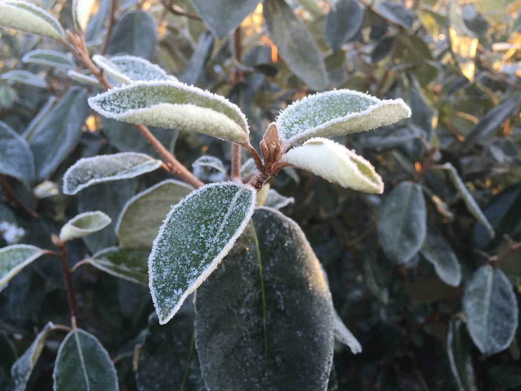 Wintergrüne Ölweide
