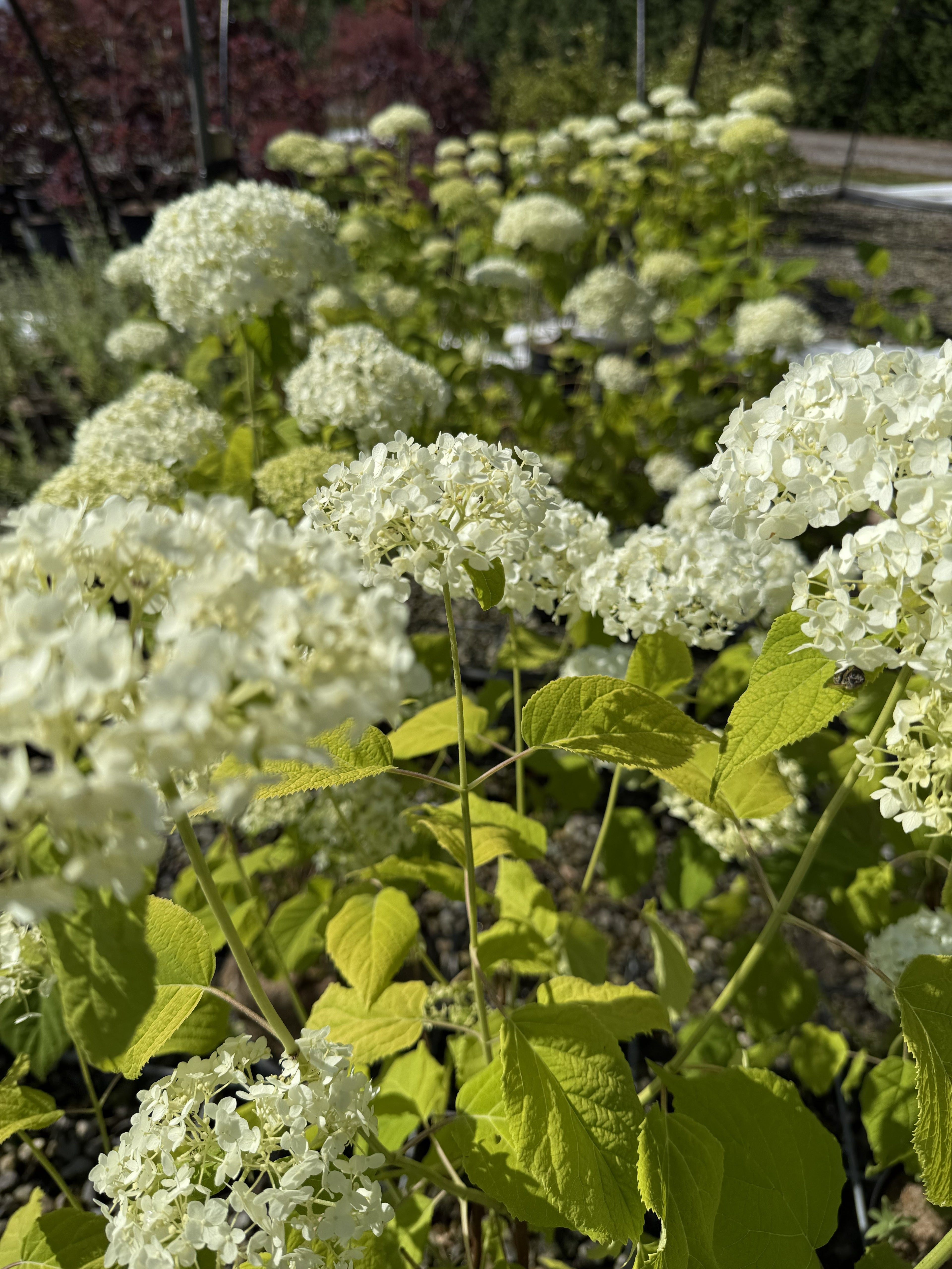 Ballhortensie 'Annabelle'