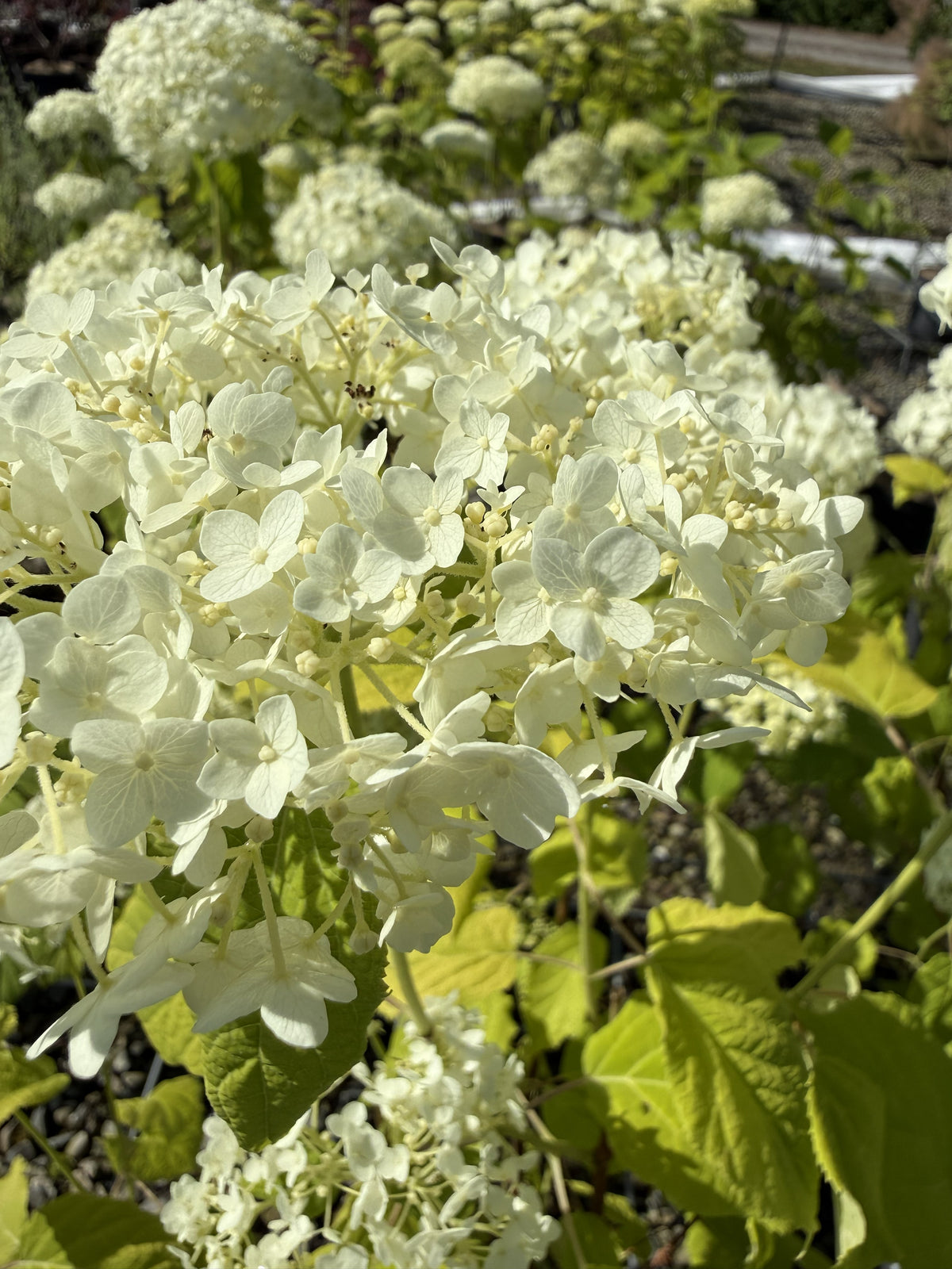 Ballhortensie 'Annabelle'
