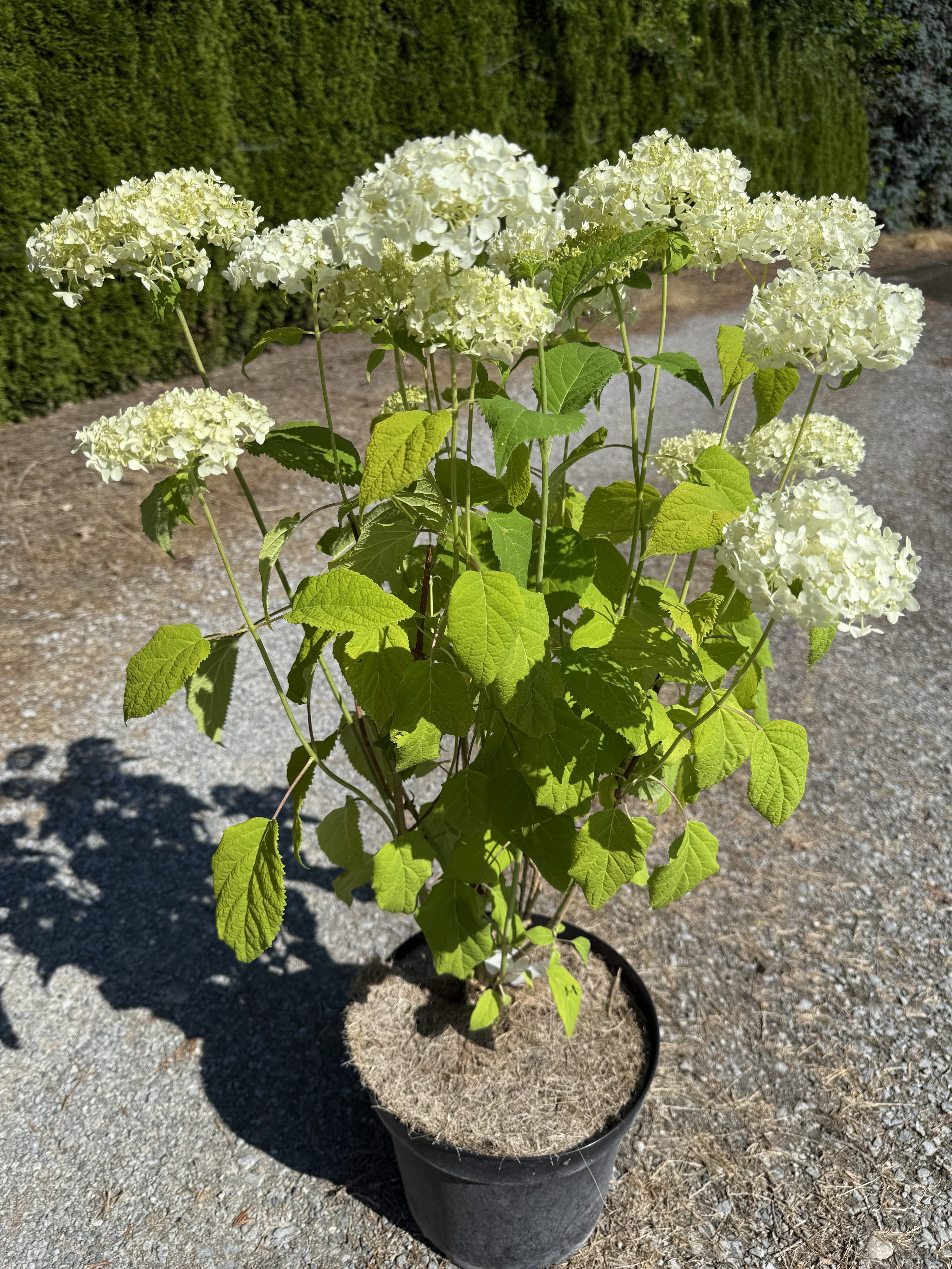 Ballhortensie 'Annabelle'