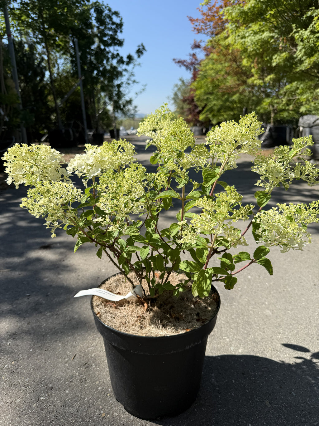 Zwerg-Rispenhortensie 'Bobo'