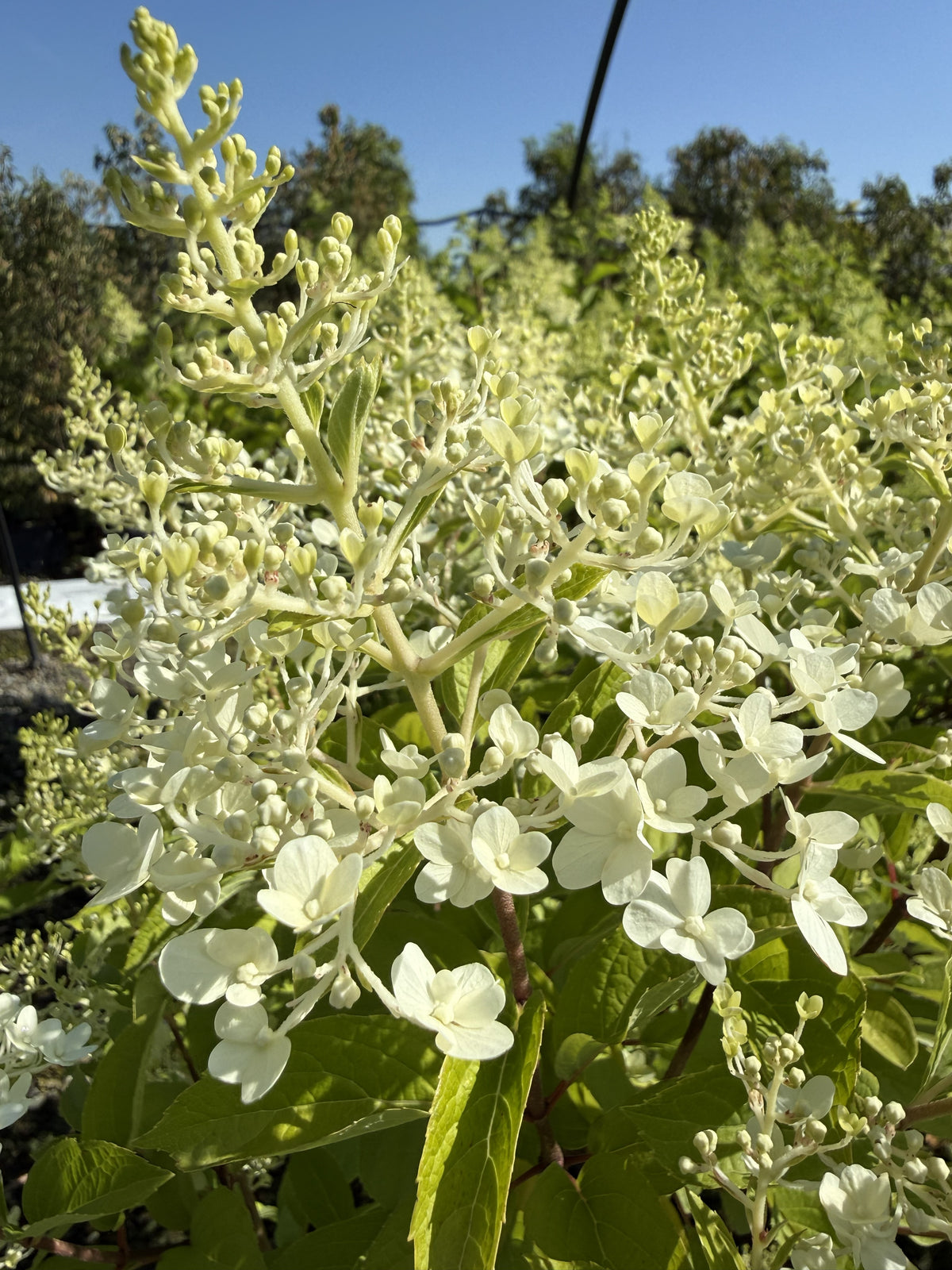 Rispen-Hortensie 'Hercules'
