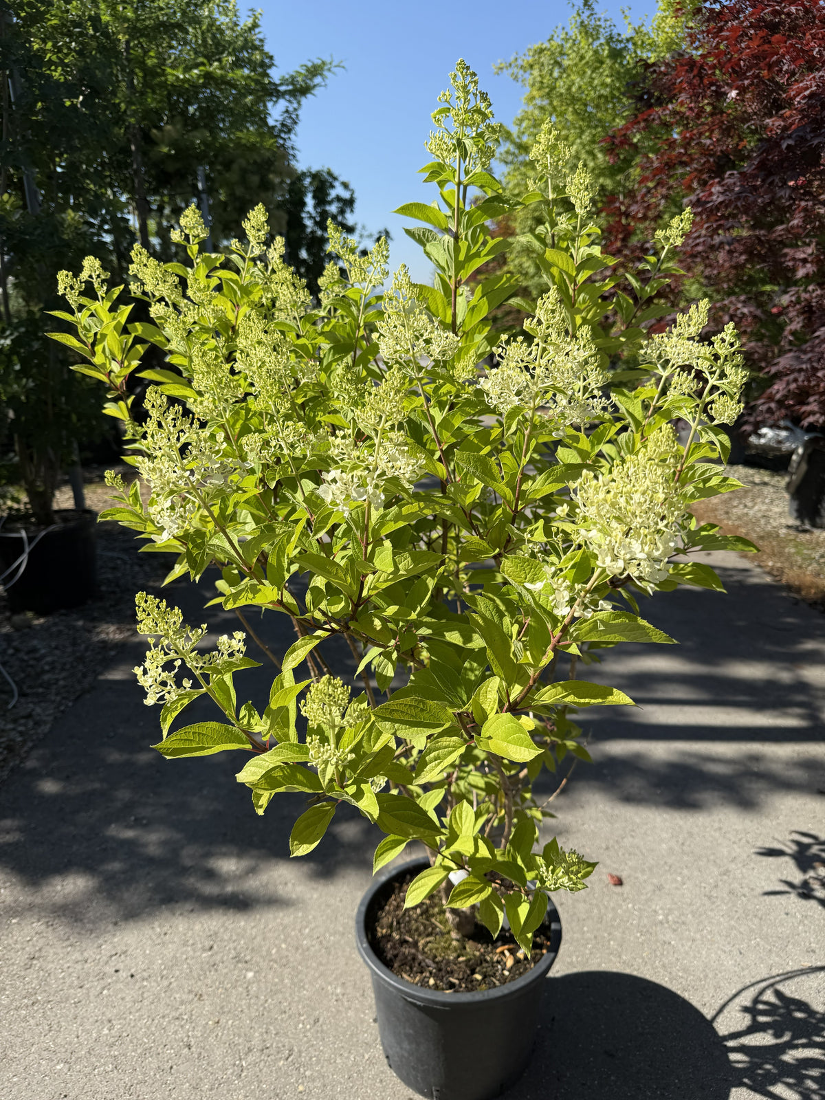 Rispen-Hortensie 'Hercules'