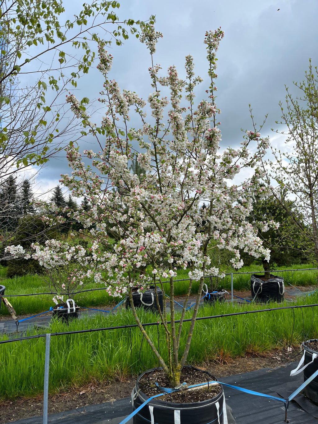 Zierapfel 'Evereste'