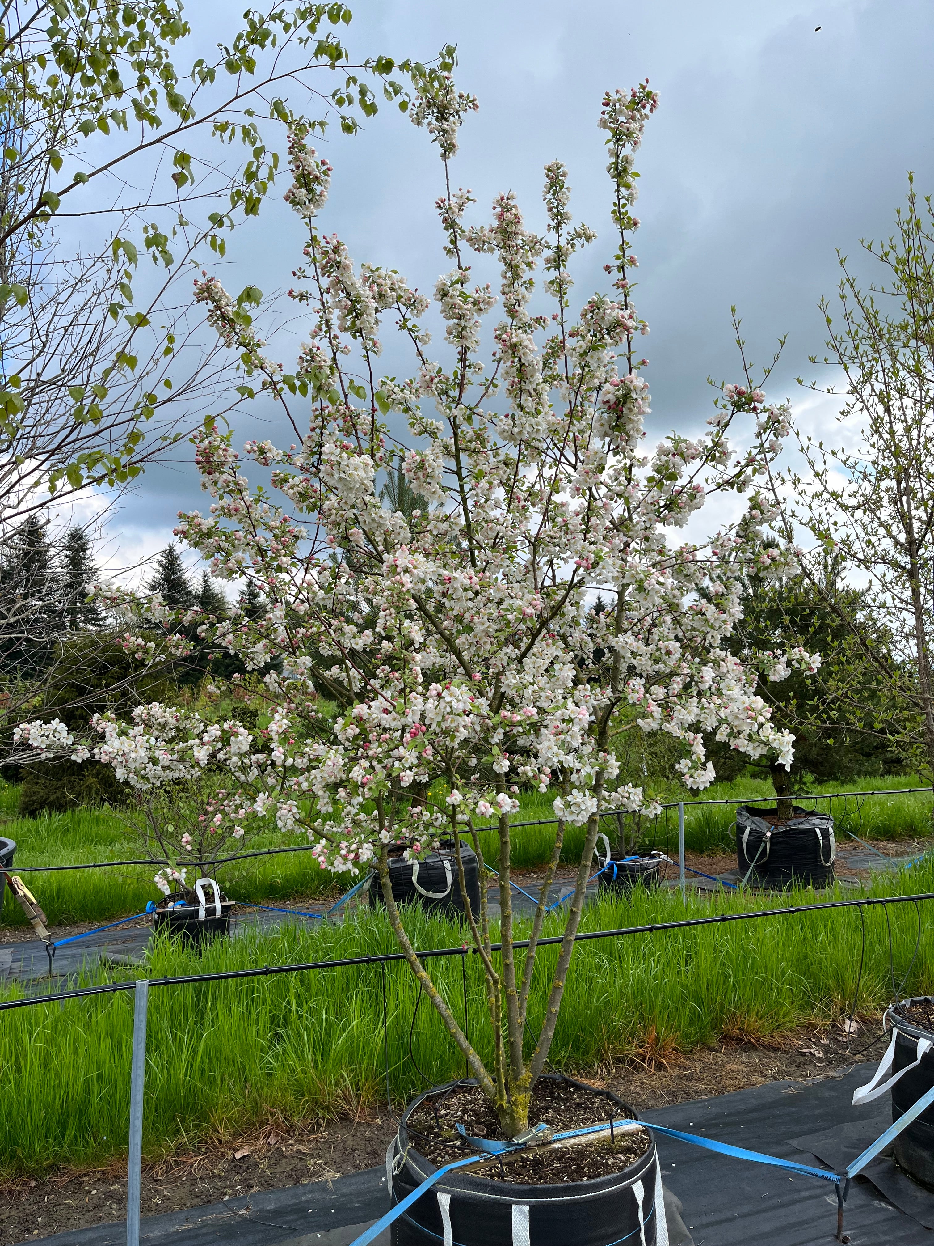 Zierapfel 'Evereste'