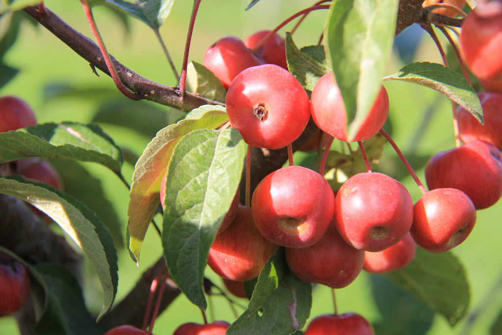 Zierapfel 'Evereste'