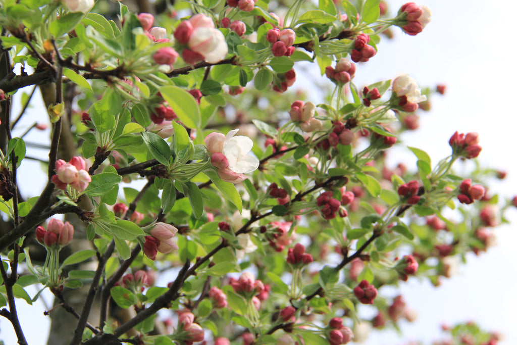 Zierapfel 'Evereste'