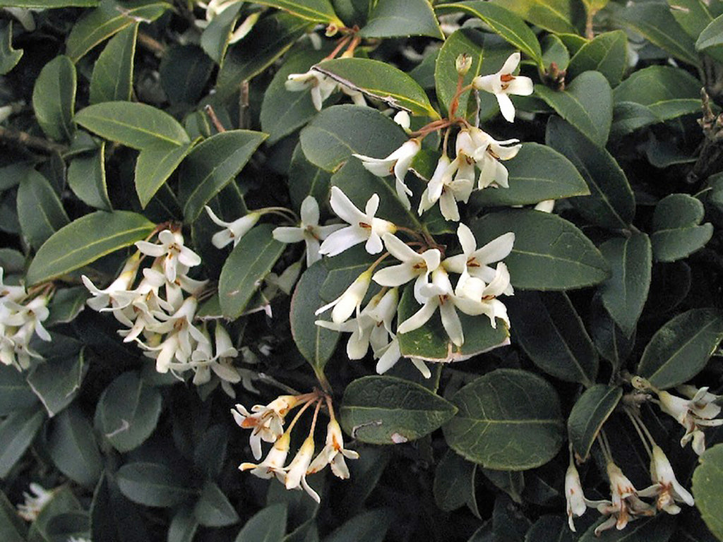 Frühlings-Duftblüte