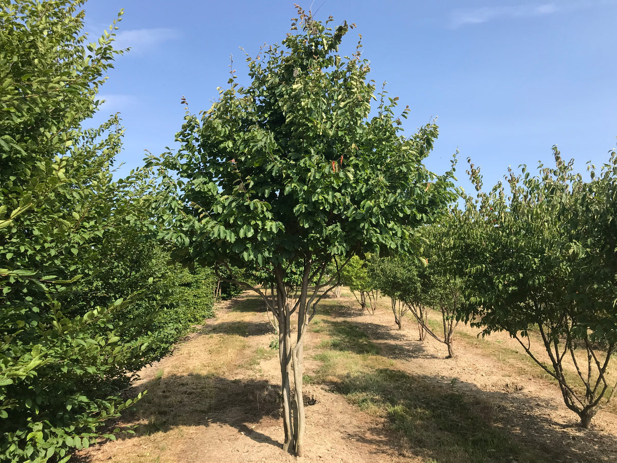 Persische Eisenholzbaum