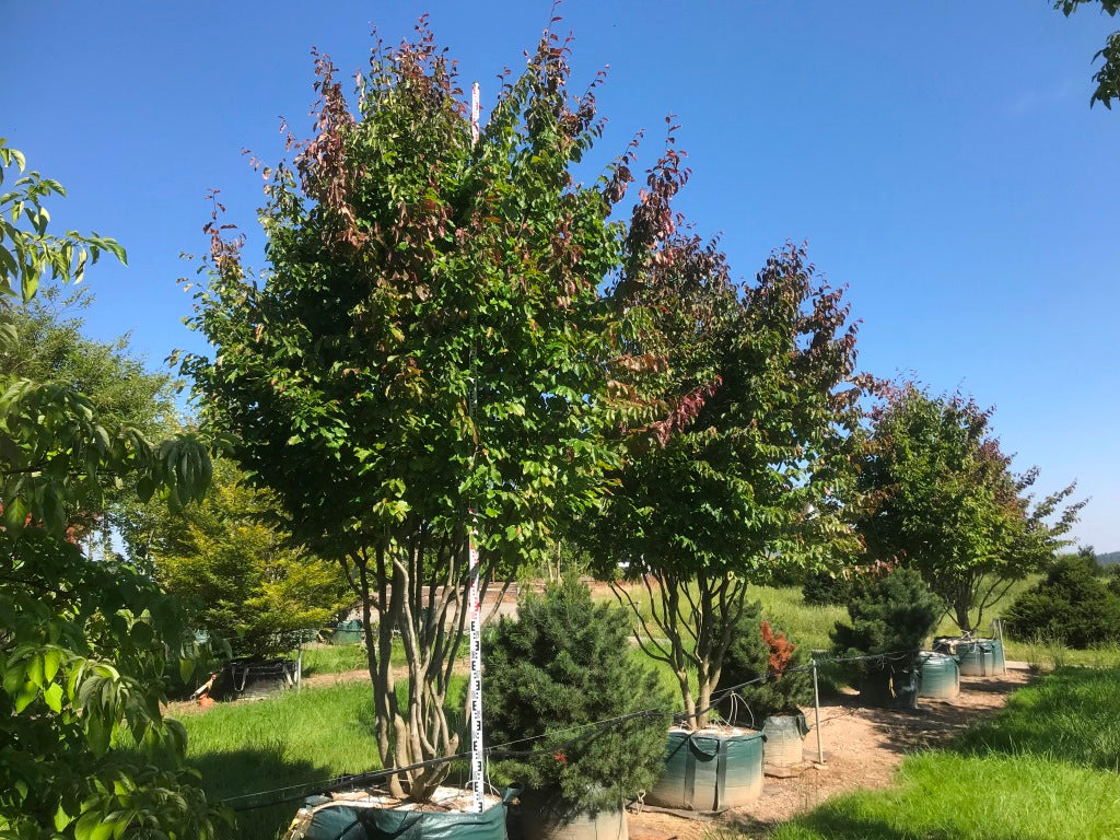 Persische Eisenholzbaum