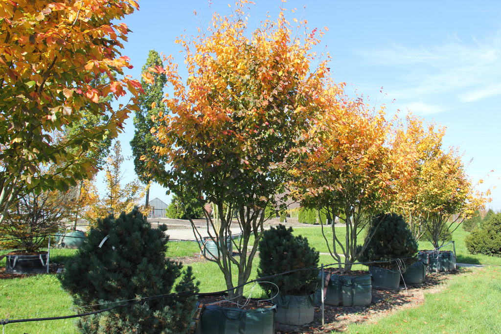 Persische Eisenholzbaum