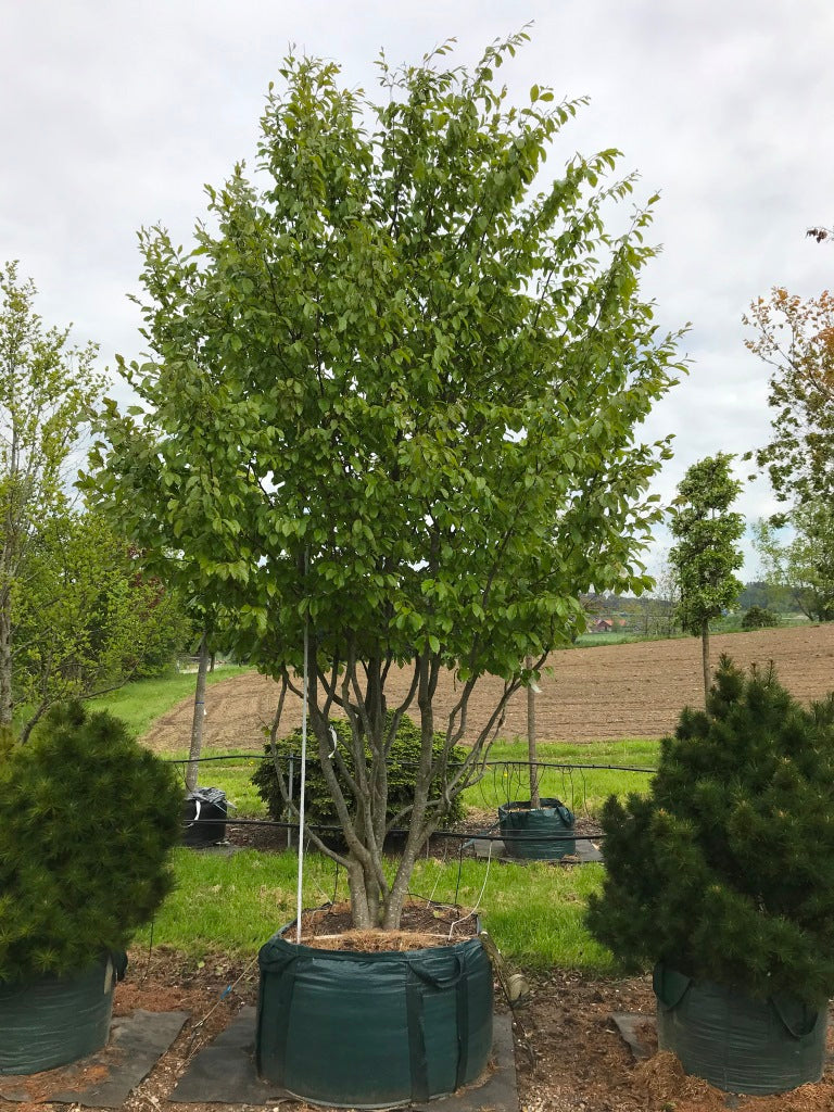 Persische Eisenholzbaum