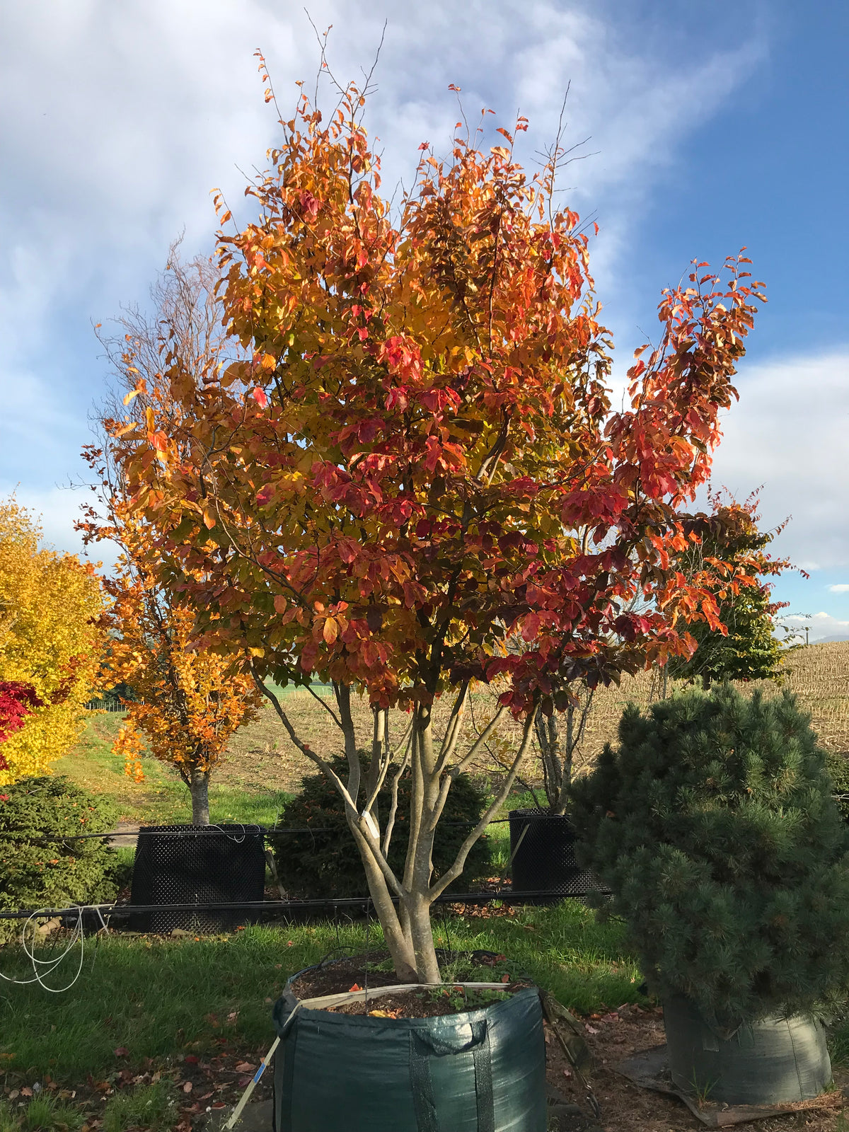 Persische Eisenholzbaum