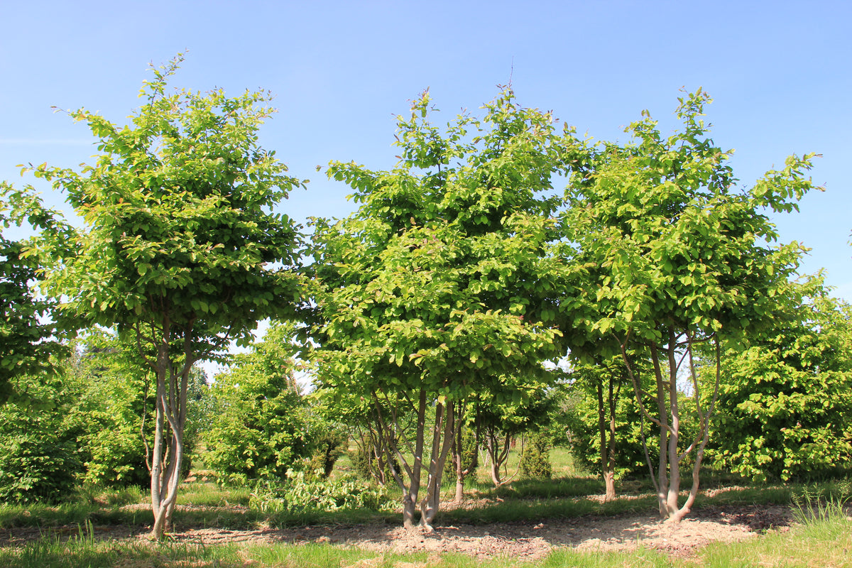 Persische Eisenholzbaum