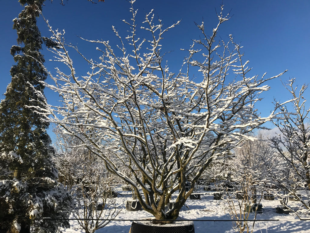 Persische Eisenholzbaum