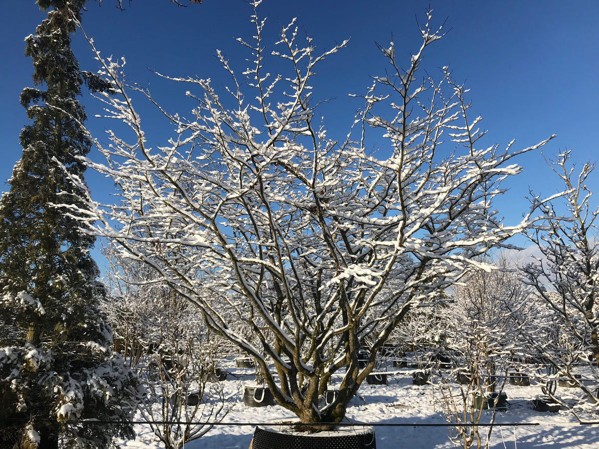 Persische Eisenholzbaum