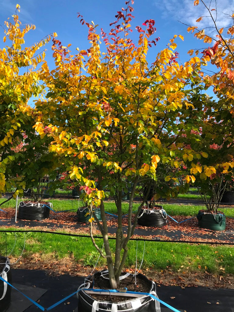 Persische Eisenholzbaum