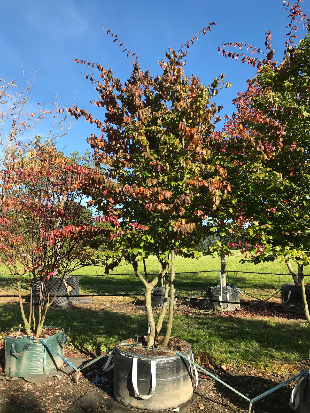 Persische Eisenholzbaum
