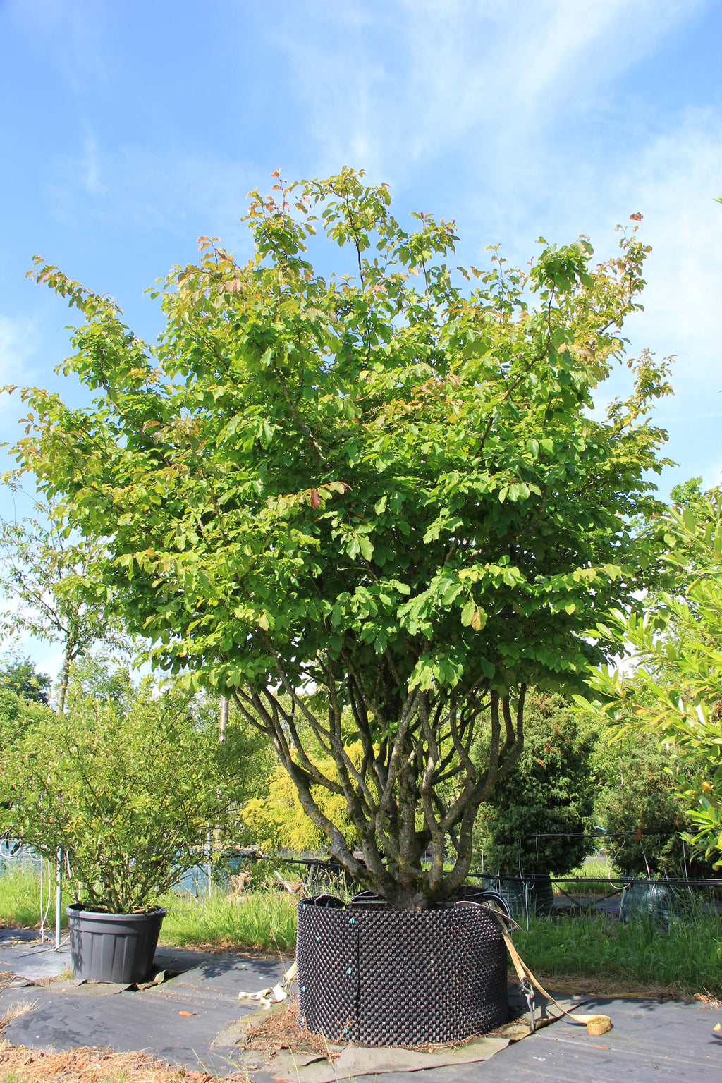 Persische Eisenholzbaum