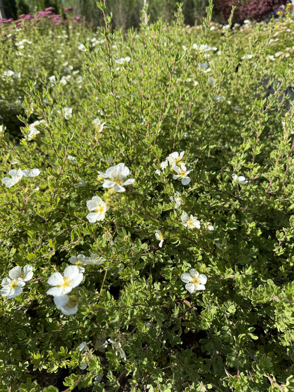 Fünffingerstrauch 'Abbotswood'
