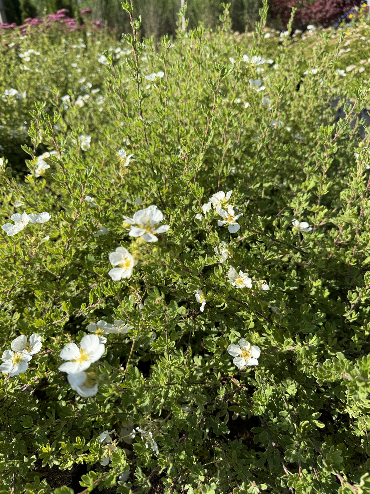 Fünffingerstrauch 'Abbotswood'