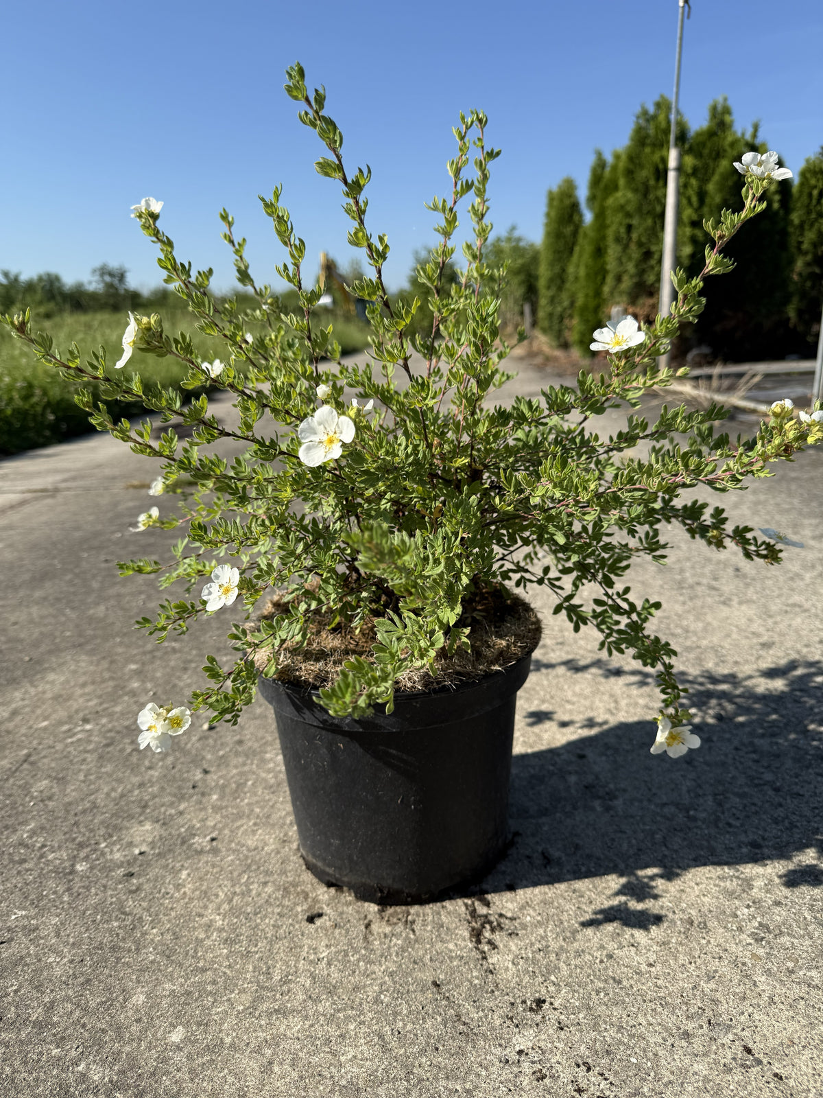 Fünffingerstrauch 'Abbotswood'