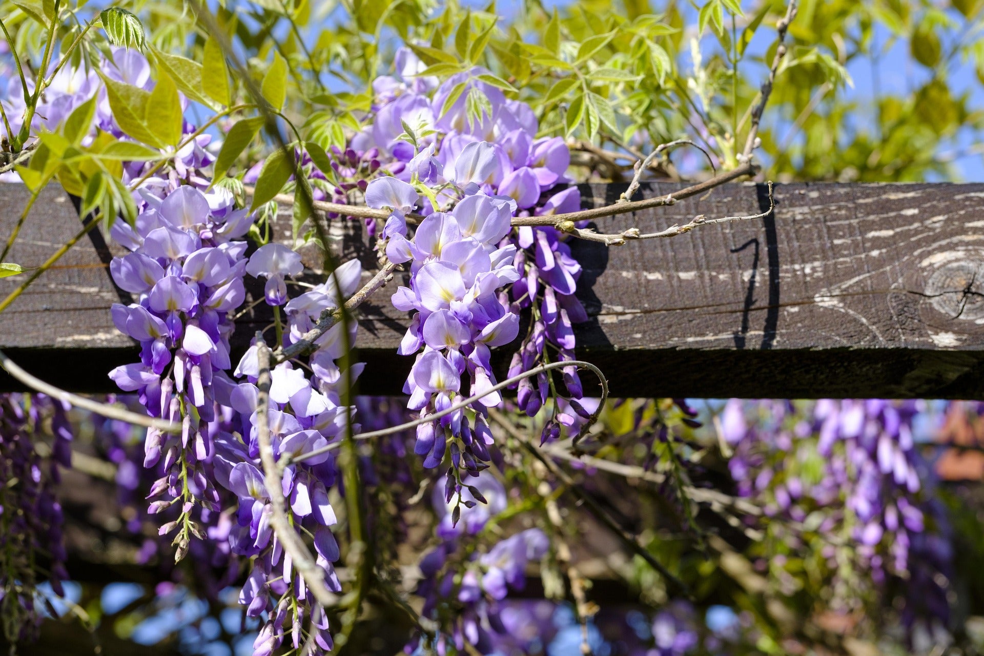 Blauregen 'Yokohama Fuji'