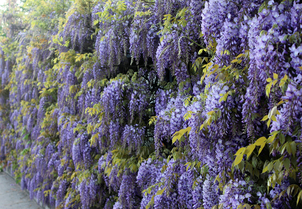 Blauregen 'Yokohama Fuji'