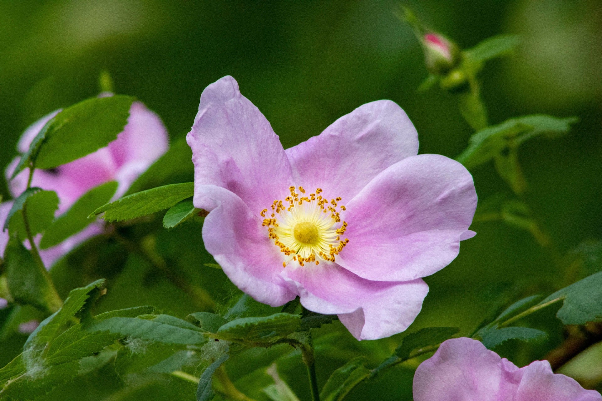 Hundsrose