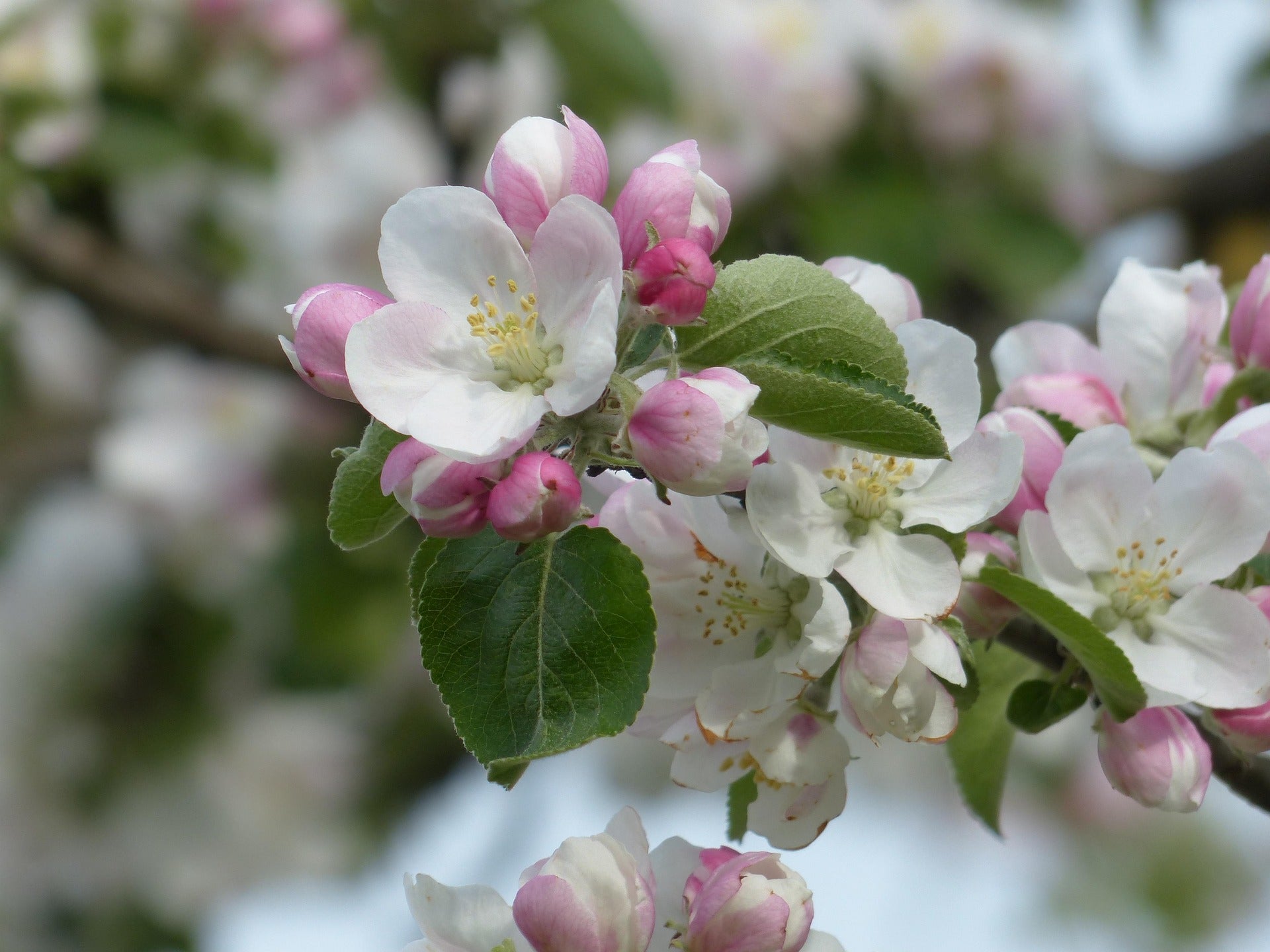 Zierapfel 'Evereste'
