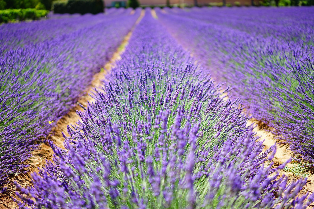 Lavendel «Hidcote»