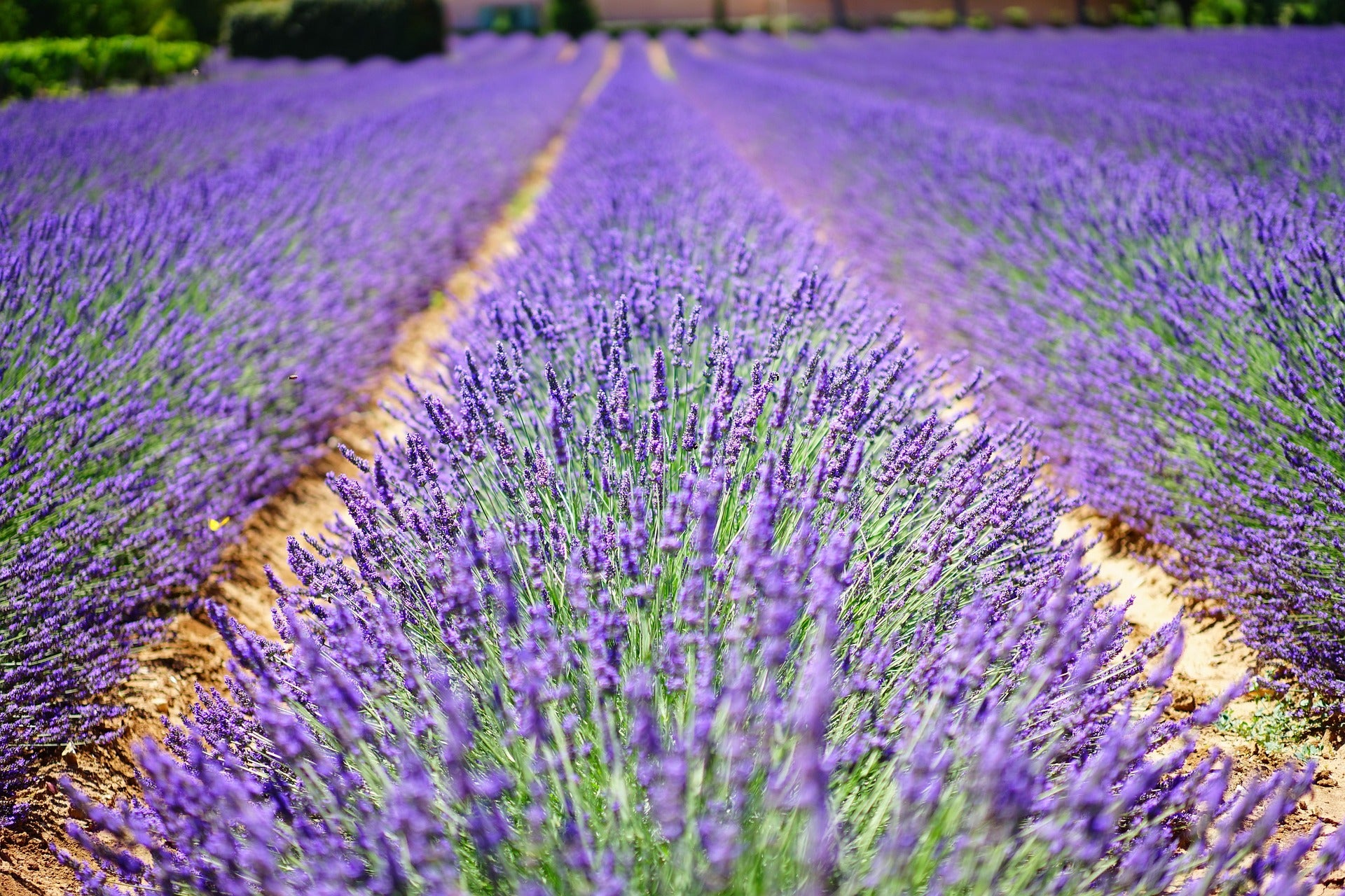 Lavendel «Hidcote»