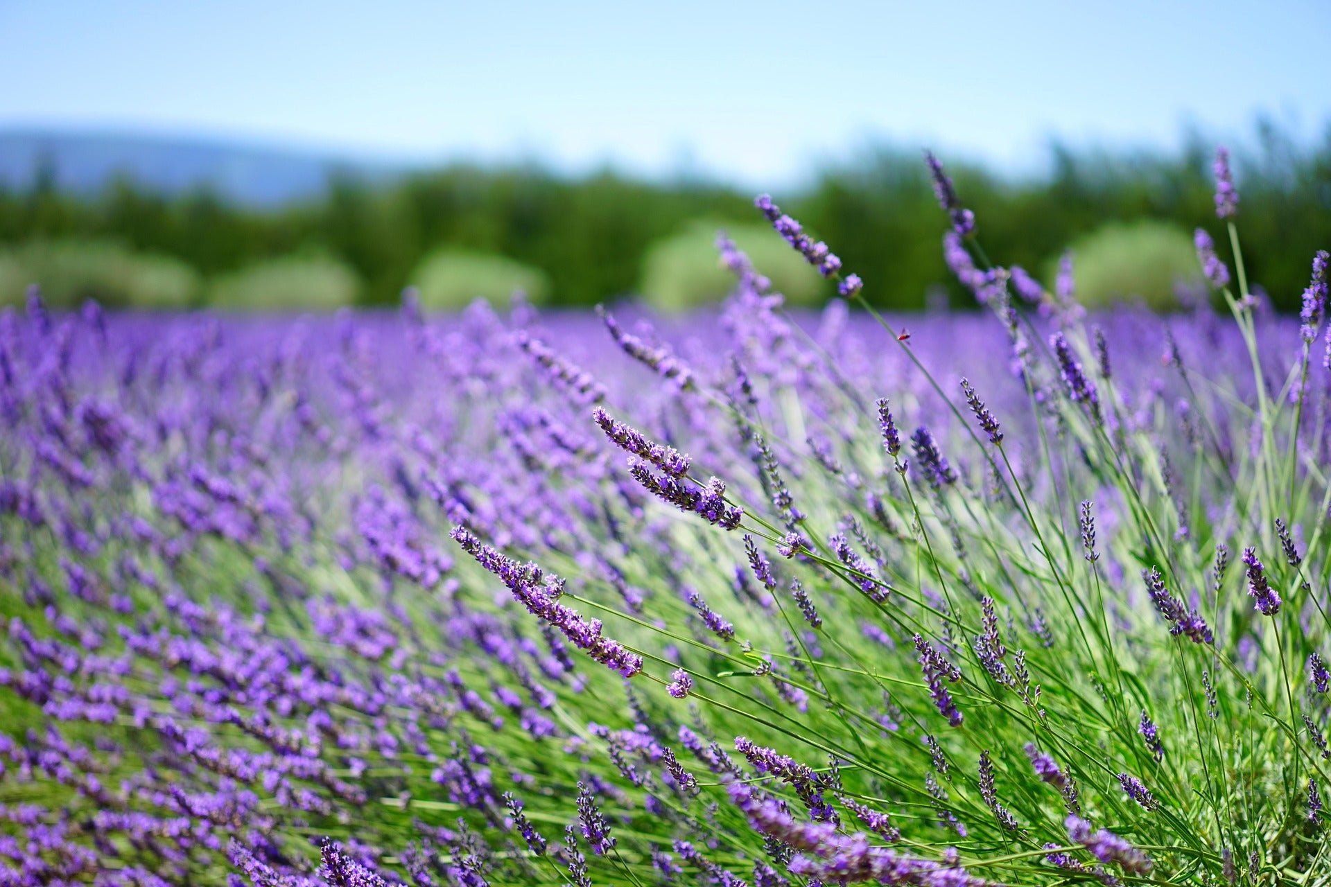 Lavendel «Hidcote»