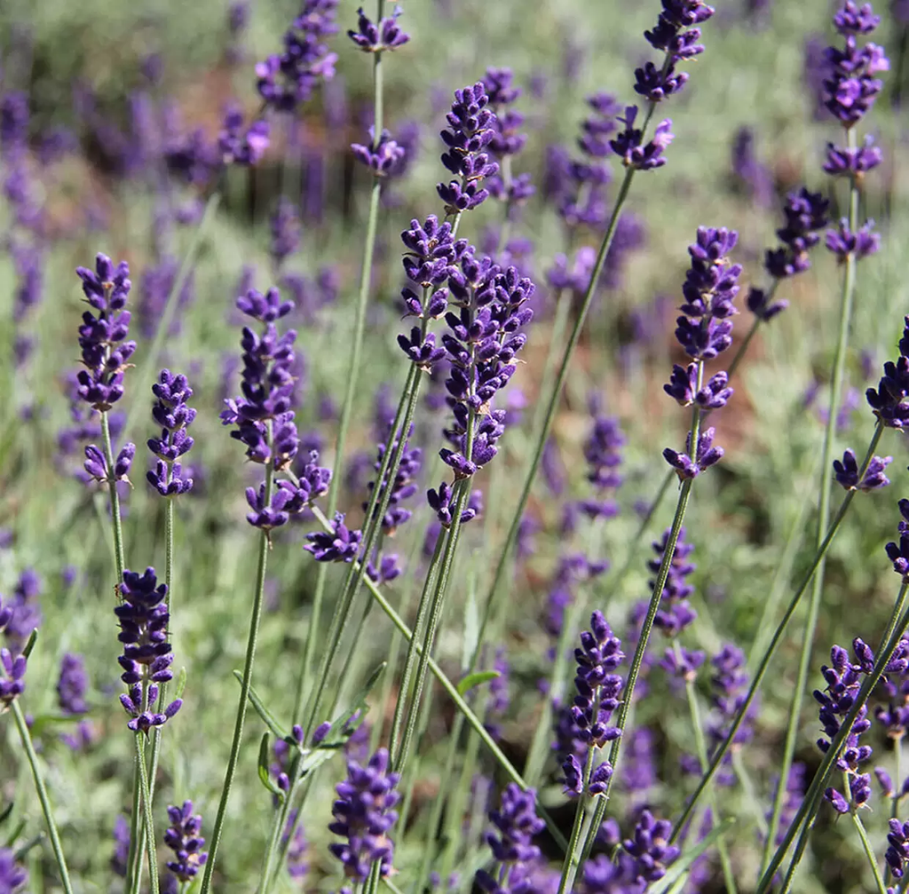 Lavendel «Hidcote»